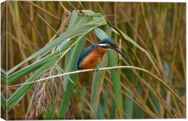 Kingfisher on reeds Canvas Print by Russell Finney