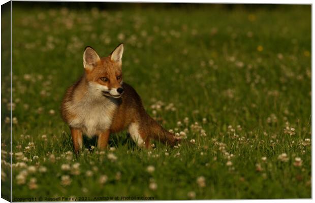 Red Fox (Vulpes Vulpes) close up in a field Canvas Print by Russell Finney