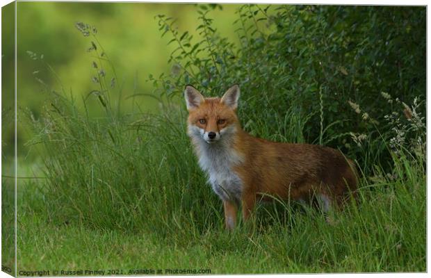 Red Fox (Vulpes Vulpes) on the edge of woodland Canvas Print by Russell Finney