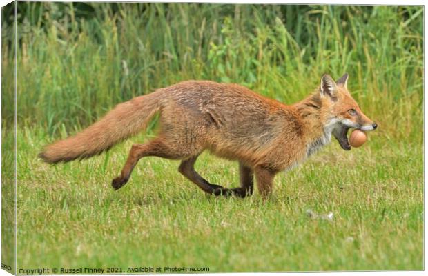 Red Fox (Vulpes Vulpes) steeling eggs Canvas Print by Russell Finney