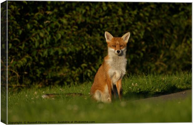 Red Fox (Vulpes Vulpes) A fox sitting in the grass Canvas Print by Russell Finney