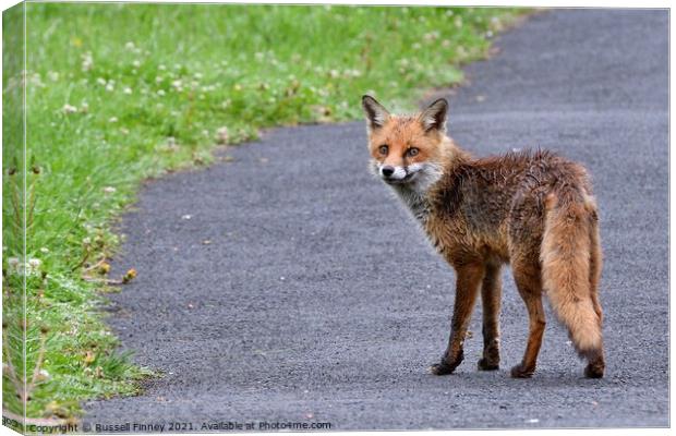 Red Fox (Vulpes Vulpes) walking on footpath-sidewalk Canvas Print by Russell Finney