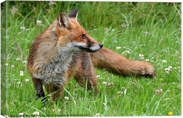 Red Fox (Vulpes Vulpes) playing in field  Canvas Print by Russell Finney