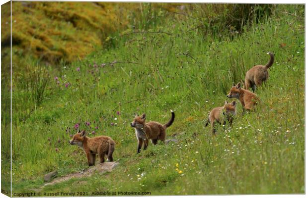 Red Fox (Vulpes Vulpes) playing out side there den, in a field  Canvas Print by Russell Finney