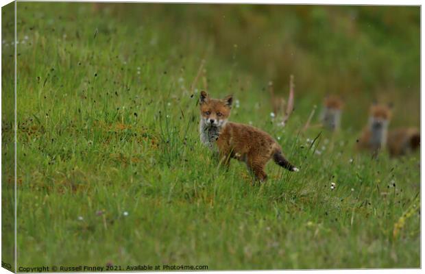 Red Fox (Vulpes Vulpes) playing out side there den, in a field  Canvas Print by Russell Finney
