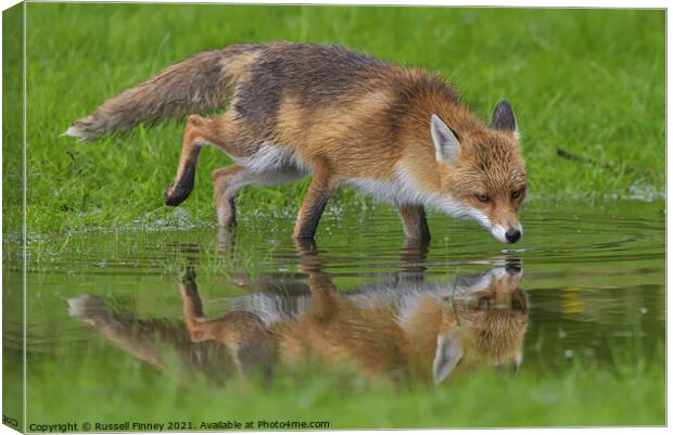 Red Fox (Vulpes Vulpes) drinking water at a pond  Canvas Print by Russell Finney