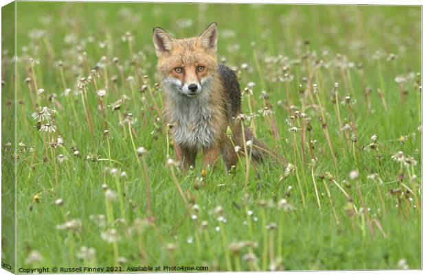 Red Fox (Vulpes Vulpes) in a lush green field close up Canvas Print by Russell Finney