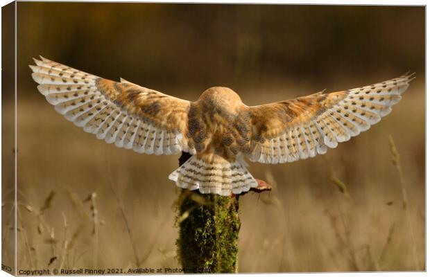 Barn Owl in flight close up  Canvas Print by Russell Finney