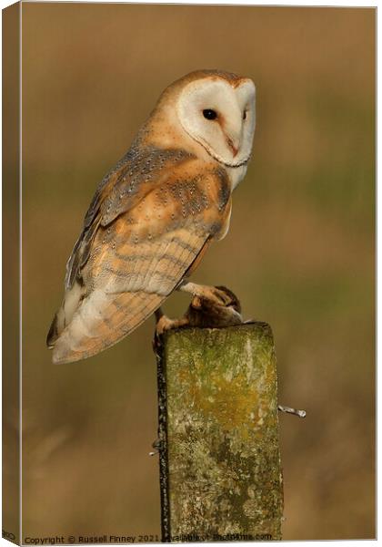 Barn Owl with its prey, field vole Canvas Print by Russell Finney