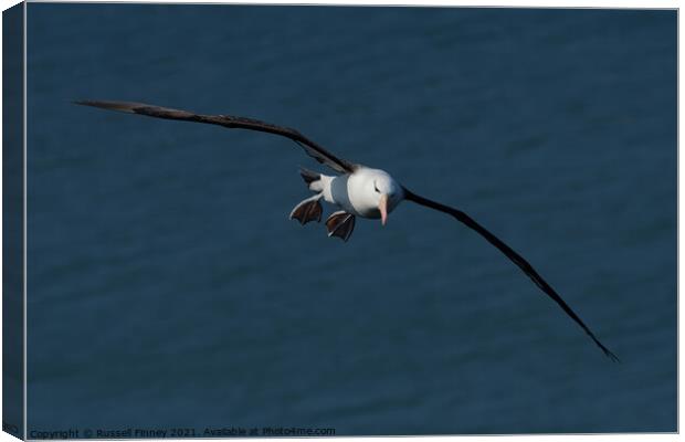 Black browed Albatross RSPB Bempton Cliffs East Yorkshire England Canvas Print by Russell Finney