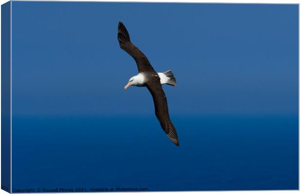 Black browed Albatross RSPB Bempton Cliffs East Yorkshire England Canvas Print by Russell Finney