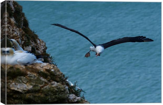 Black browed Albatross RSPB Bempton Cliffs East Yorkshire England Canvas Print by Russell Finney