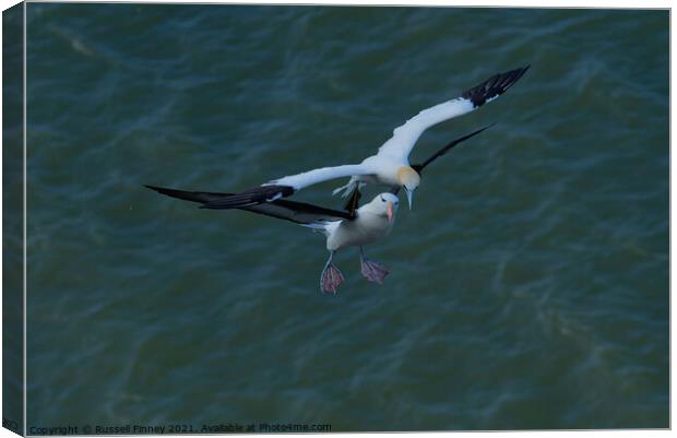 Black browed Albatross RSPB Bempton Cliffs East Yorkshire England Canvas Print by Russell Finney