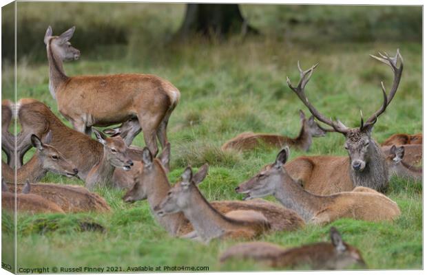 Red Deer Stags and Hinds Canvas Print by Russell Finney