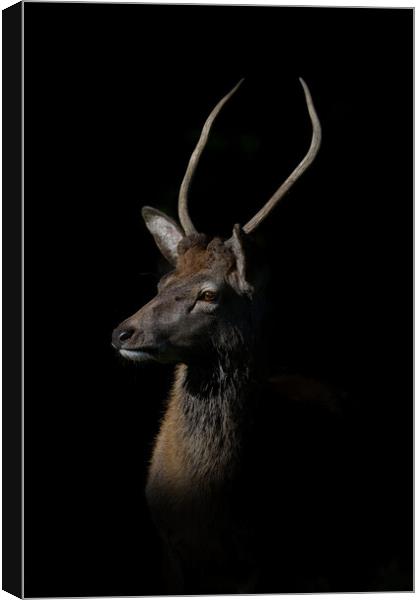 Red Deer Stags and Hinds Canvas Print by Russell Finney