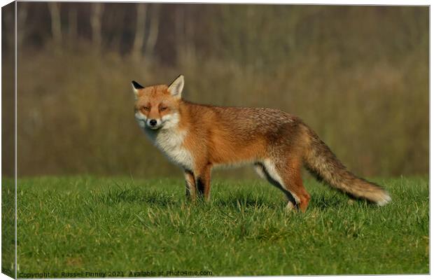 Red Fox (Vulpes Vulpes) in a lush green field  Canvas Print by Russell Finney