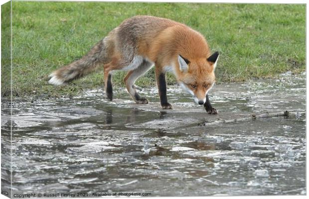 Red Fox (Vulpes Vulpes) playing on ice Canvas Print by Russell Finney