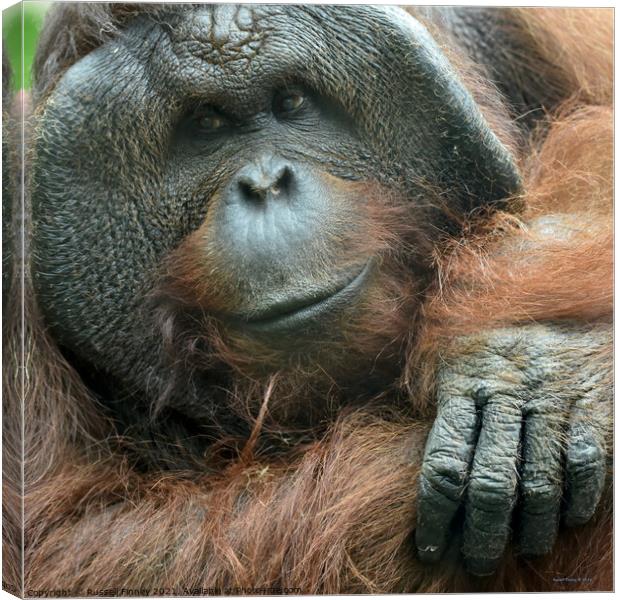 Orangutan Close up Canvas Print by Russell Finney