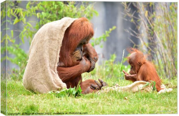 Orangutan and baby close up Canvas Print by Russell Finney