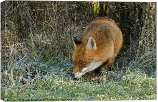 Red Fox (Vulpes Vulpes) on the edge of woodland on a frosty morning Canvas Print by Russell Finney