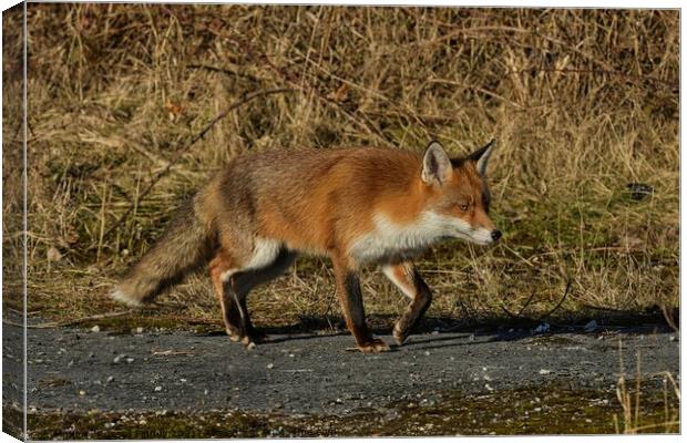 A fox walking in the edge of woodland Canvas Print by Russell Finney