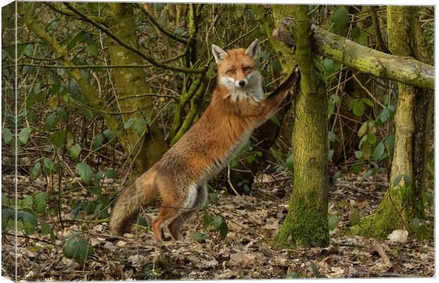 Red Fox (Vulpes Vulpes) in woodland chasing squirrels up trees Canvas Print by Russell Finney