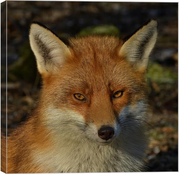 Fox close up Canvas Print by Russell Finney