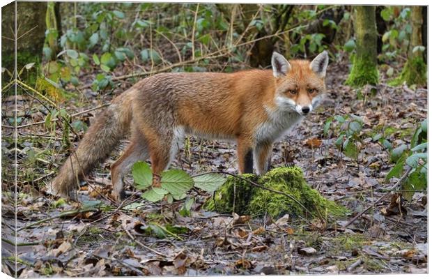 Red Fox (Vulpes Vulpes) in woodland on a frosty morning Canvas Print by Russell Finney