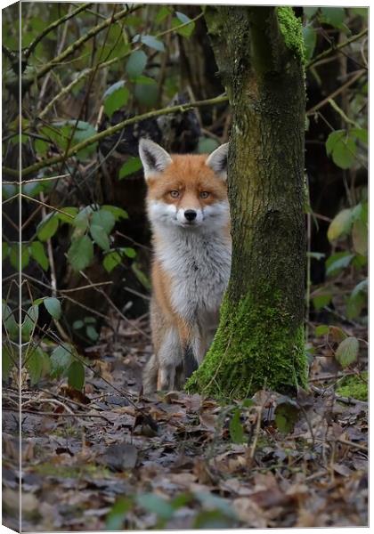Red Fox (Vulpes Vulpes) in woodland close up Canvas Print by Russell Finney