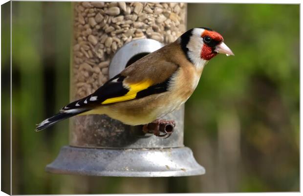 British garden and woodland birds Canvas Print by Russell Finney