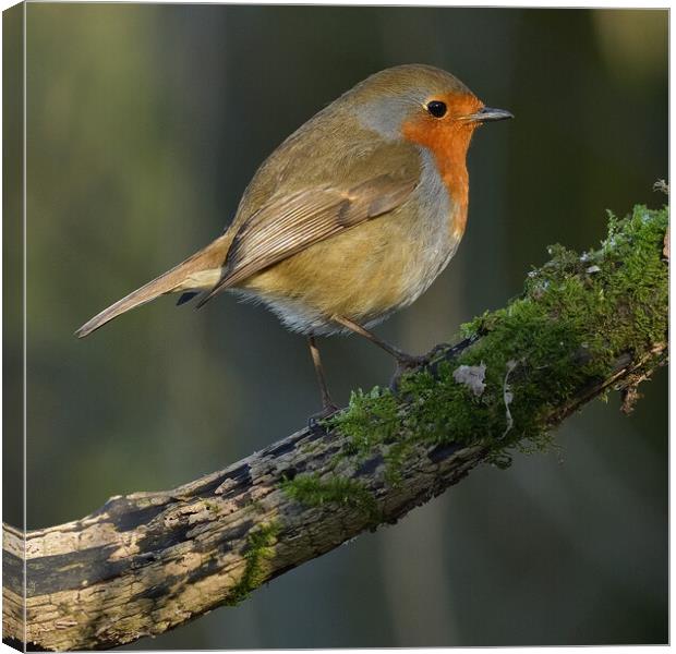 British garden and woodland birds Canvas Print by Russell Finney