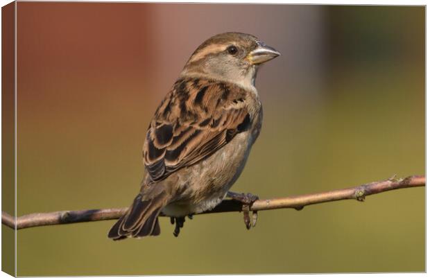 British garden and woodland birds Canvas Print by Russell Finney