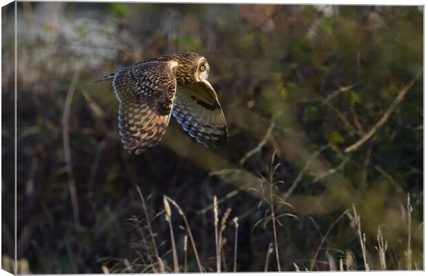 Short Eared Owl quartering-hunting in a field  Canvas Print by Russell Finney