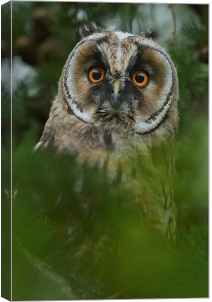 Young Long Eared Owl, perched on a branch Canvas Print by Russell Finney