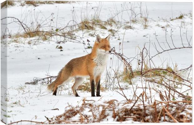 A fox in the snow Canvas Print by Russell Finney