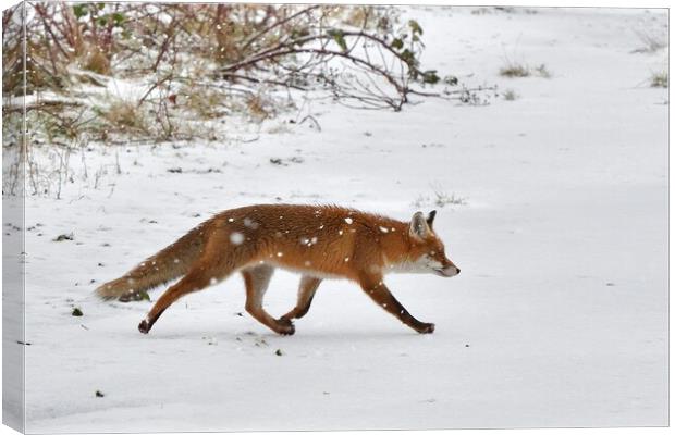 Fox crossing a field in the snow Canvas Print by Russell Finney