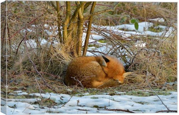 Red Fox resting in the snow Canvas Print by Russell Finney