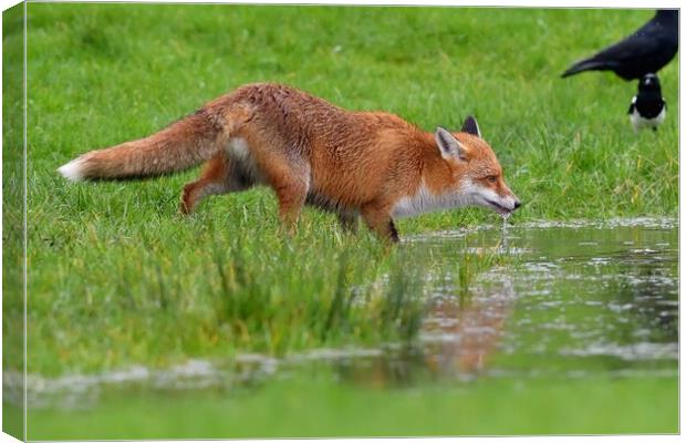 Red Fox (Vulpes Vulpes) drinking water from small pond Canvas Print by Russell Finney