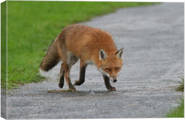Red Fox (Vulpes Vulpes) close up in the rain Canvas Print by Russell Finney
