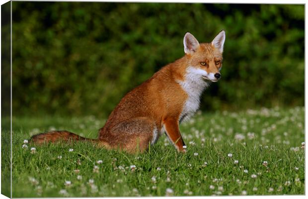 A fox located in a grassy field Canvas Print by Russell Finney