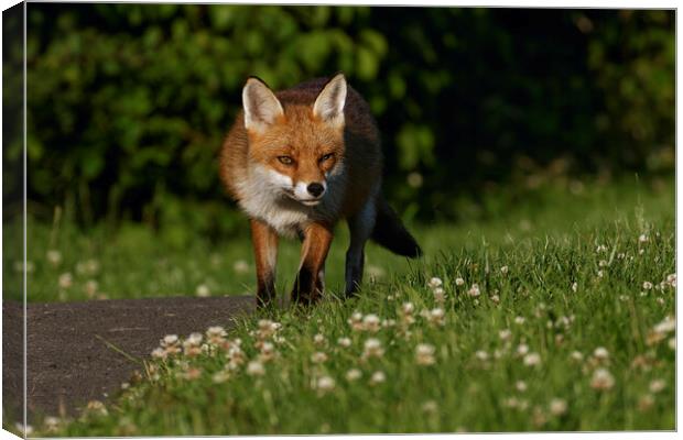 A fox standing in the grass Canvas Print by Russell Finney