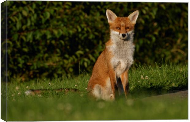A fox sitting in the grass Canvas Print by Russell Finney