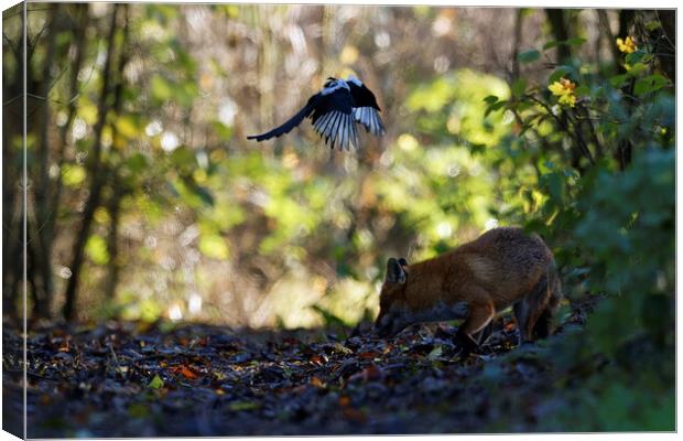 Fox in woodland  Canvas Print by Russell Finney