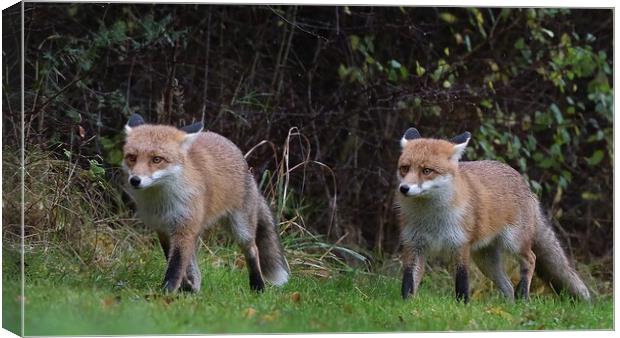 Red Fox (Vulpes Vulpes) on the edge of woodland Canvas Print by Russell Finney