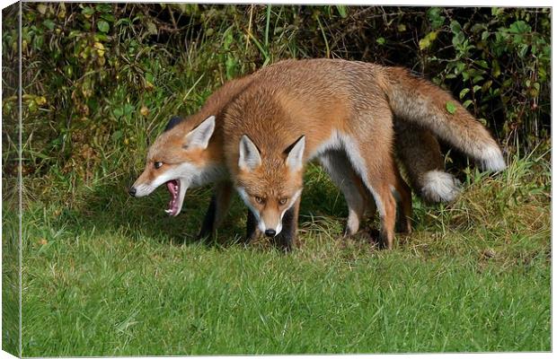 Red Fox (Vulpes Vulpes) close up playing Canvas Print by Russell Finney