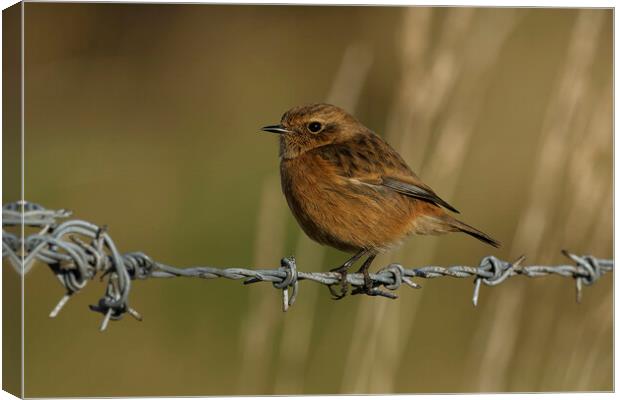 Stonechat female on a wire, Liverpool England Canvas Print by Russell Finney