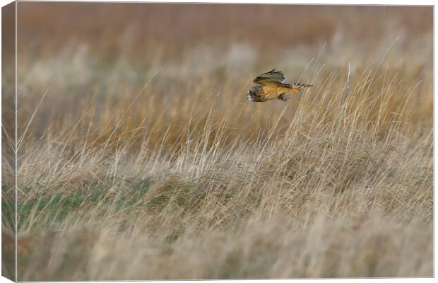 Short Eared Owl with prey, Liverpool England Canvas Print by Russell Finney