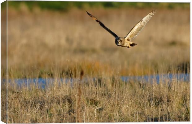 Short Eared Owl quartering field, Liverpool Canvas Print by Russell Finney