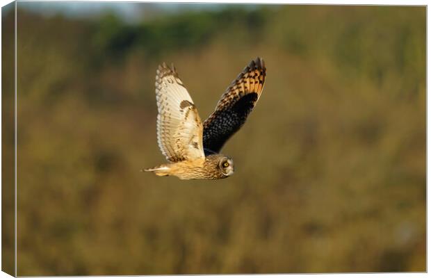 Short Eared Owl, Liverpool England Canvas Print by Russell Finney