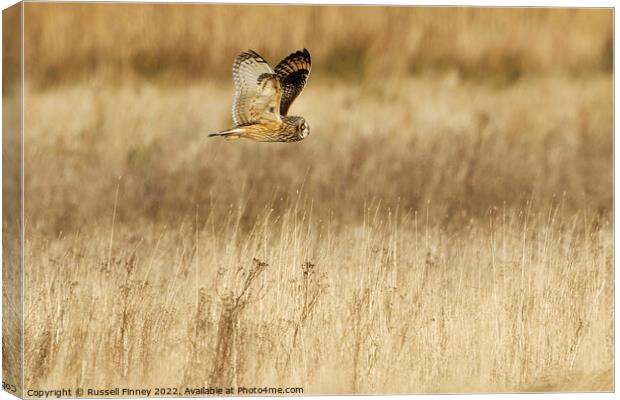 Short Eared Owl quartering a field  Canvas Print by Russell Finney